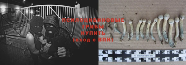 крисы Алзамай