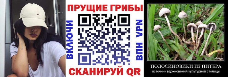 наркота  Чайковский  Псилоцибиновые грибы прущие грибы 